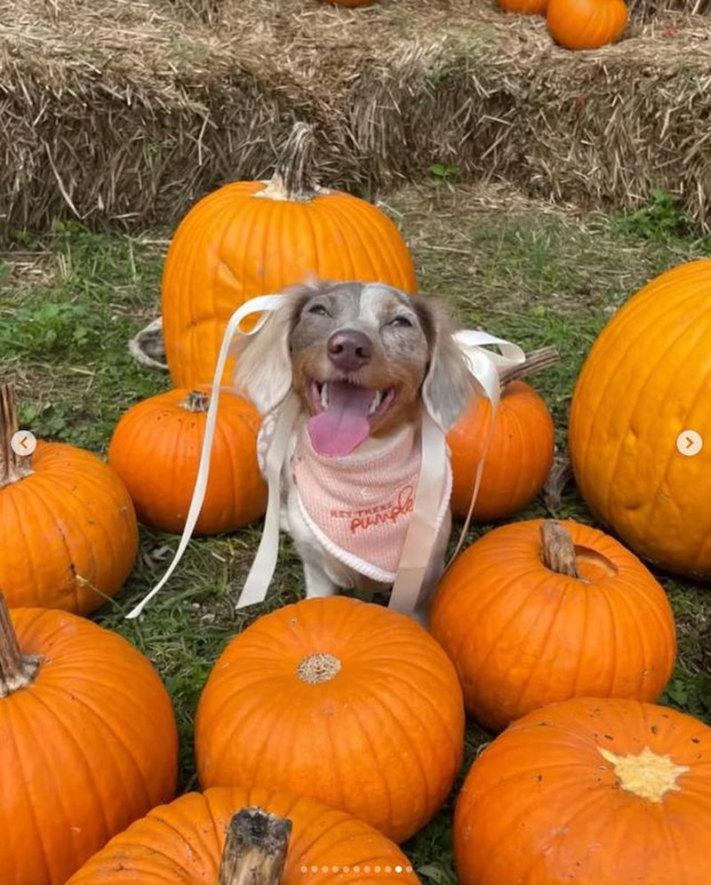The Deluxe Pup Fall Dog Bandana