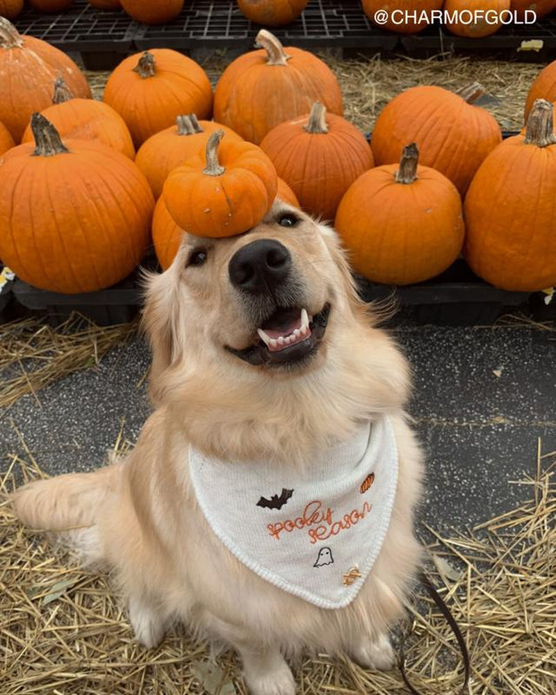 The Deluxe Pup Fall Dog Bandana